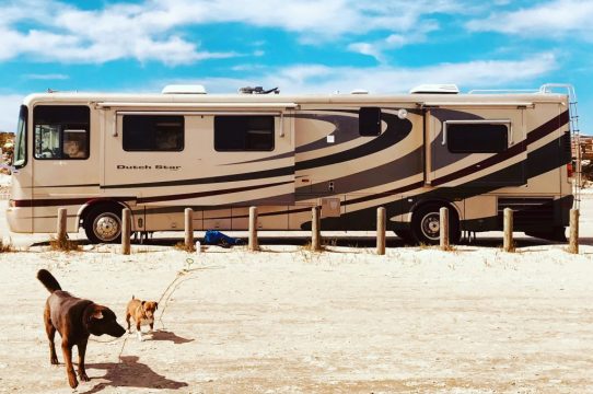 Love Bus, Pups, and Us project image
